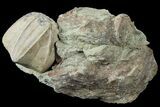 Blastoid (Pentremites) Fossil - Illinois #184113-1